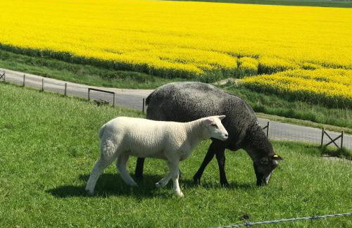 Feriendomizil Dornum Haus Willy mit Wintergarten und Wallbox - Foto 41