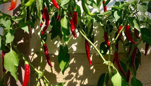 Appartamento Zia Ninìn - la gioia di un tempo! - Foto 4, Garden