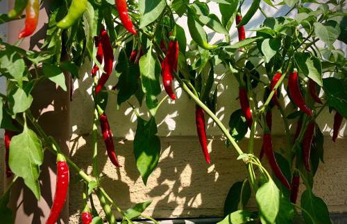 Appartamento Zia Ninìn - la gioia di un tempo! - Foto 4