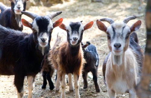 AGRITURISMO SCALELLE - Foto 106