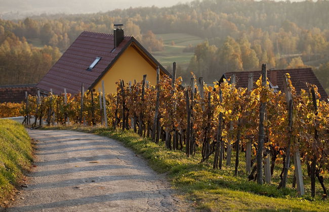 Vineyard Cottage Brodaric - Foto 11