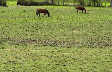 Maison charmante à Saint-Martin-des-Entrées - Photo 9