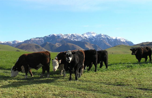 Pahau Downs High Quality Farmstay - Foto 21