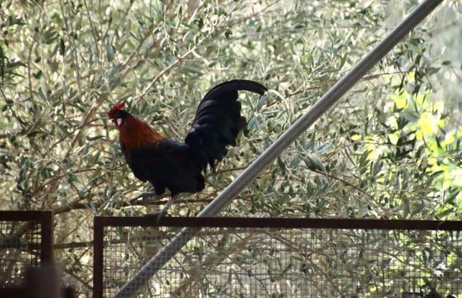 AgriturCostabaira - Foto 37