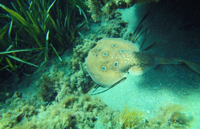 Caiaque e snorkel no Cabo de Gata - Foto 3