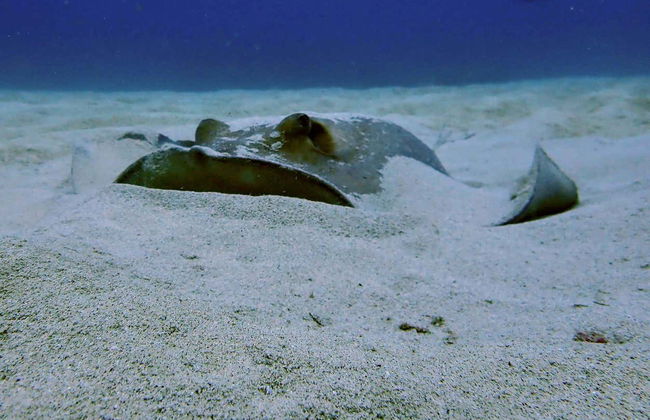 Immersione per principianti a Costa Teguise - Foto 6