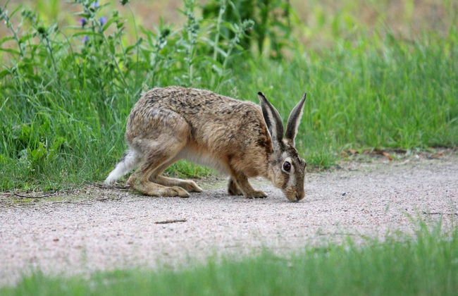 Terraced House, Lohmen - Foto 20