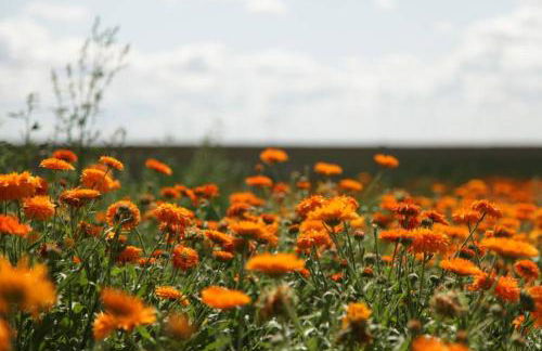 Ferienwohnung in Peetzig am See - Foto 55