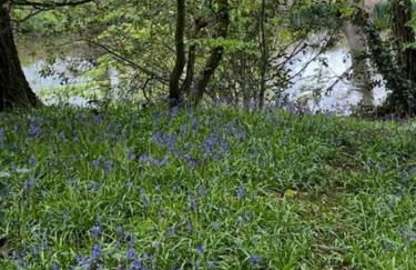 Charming picturesque cottage - nr Tenterden & Rye, pets welcomed - Foto 8