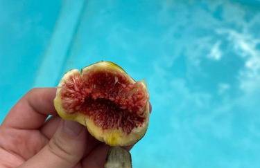 The Country House - Foto 12