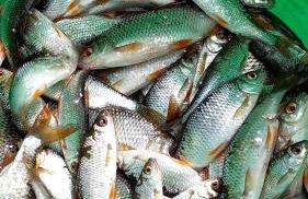 L'Atelier des hirondelles - Photo 34