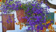 Pateo house - Photo 2, Garden, Garden view