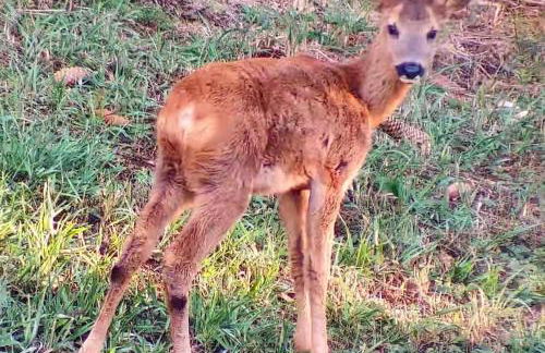 La casa nel bosco - Foto 27