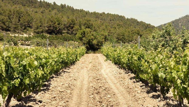 Visite du domaine viticole Balcona