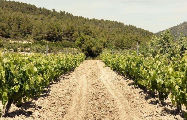 Visita a la bodega Balcona - Foto 2