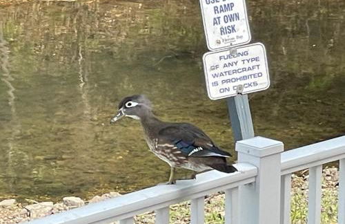 STAIRS OPTIONAL! Lakefront! Pool! On Water! Convenient Fishing! - Photo 27