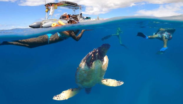 Nadando com tartarugas marinhas