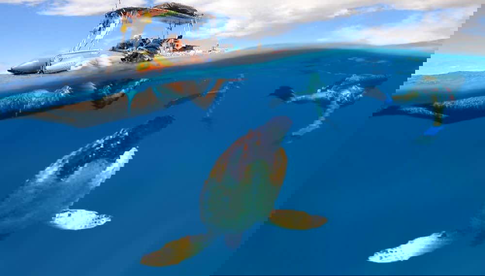 Nadando con tortugas marinas