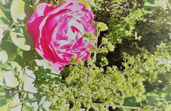 Casa da Amoreira - Barragem de Montargil - Foto 39