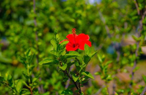 Alethea's Sea View Apartment - Foto 79