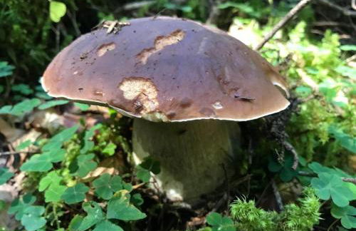 Chalet L'Eider - Foto 30