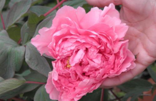 RITA'S ROOM ON THE SEA - Photo 6