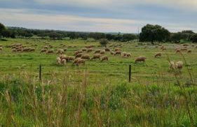 Eleven Castelo - Foto 30