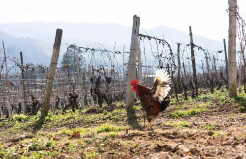 Vigne di Fagnano 1709 Eco Relais - Photo 43