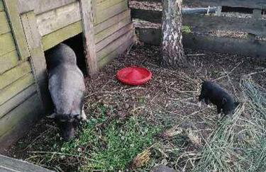 Gospodarstwo agroturystyczne - Foto 72