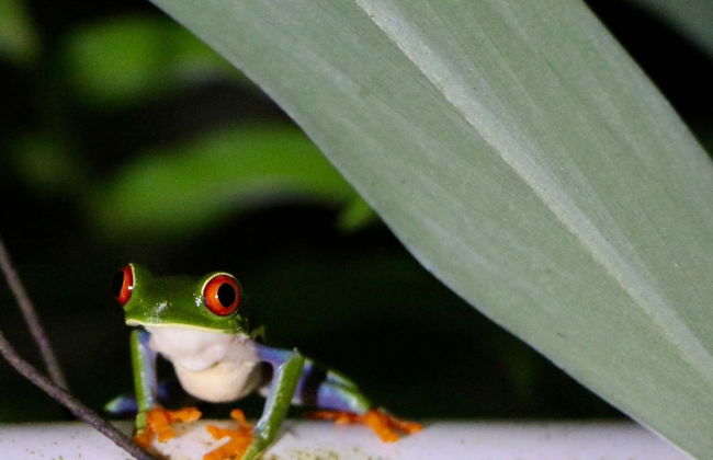 Hotel Finca L’Étoile Celeste - Foto 30