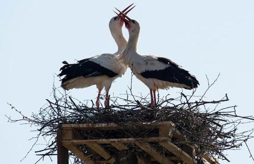 Bandeira'S house - Foto 52