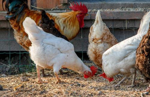 Rügen-Ferienhof - Foto 9