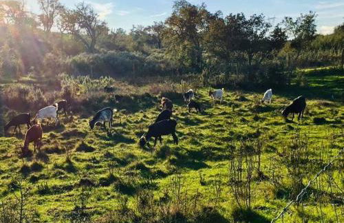 Cerro da Campaniça - Foto 4
