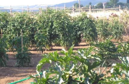 Agriturismo Uliveto Gretacci - Foto 76