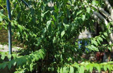 Maison de village Ardéchoise à Les Vans - Foto 15