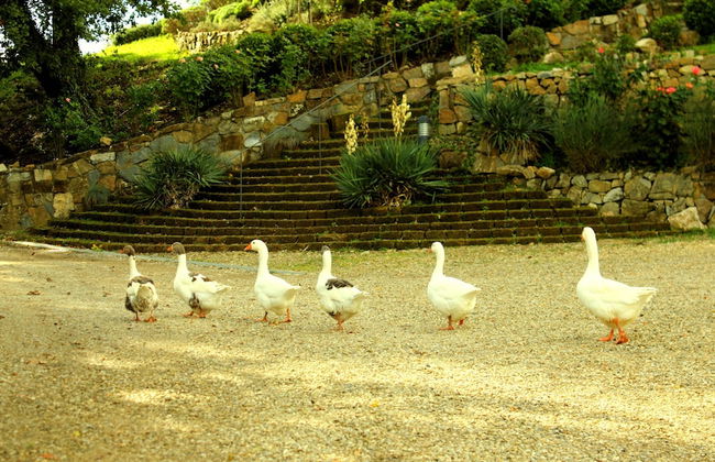 Villa Rignana - The Tuscan Collection - Photo 131