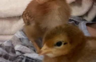 Vermont Lake Whitingham Mount Snow Area Apartment - Foto 48