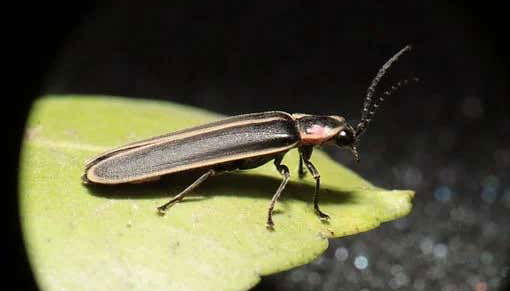 Tirolina en la presa de Umécuaro + Avistamiento de luciérnagas - Foto 3, Vista de una luciérnaga de cerca