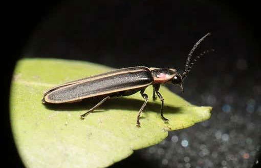 Tirolina en la presa de Umécuaro + Avistamiento de luciérnagas - Foto 3