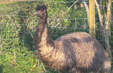 Bridie -rose with wood tub country retreat mini zoo - Foto 34