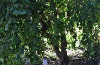 Ferienhaus & Weingut am Steingebiss - Foto 50