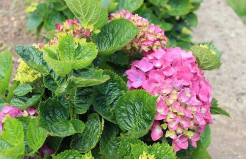 Casa da Avó - Turismo Rural - Foto 8