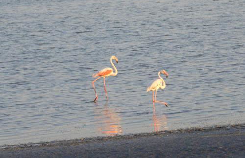 Is candelaus - Foto 28