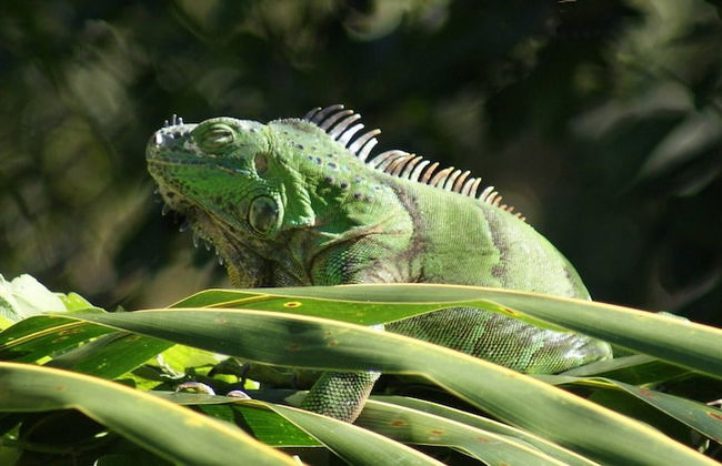 Mini Pini Birdwatching and Cenote Loft4 you Only - Foto 34
