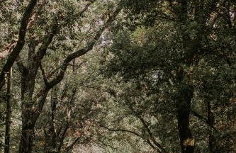 Ginestriccio - Foto 6