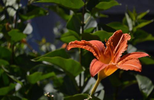 Le Bompard 50 m2 Villa Art Déco Plein centre avec jardin - Photo 16