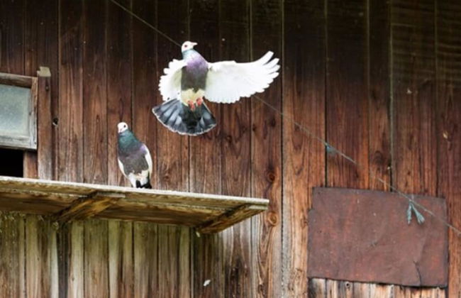 Zaißlhäusl Hof Ferienwohnungen - Photo 38