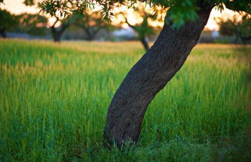 Masseria Ciavea - Foto 56