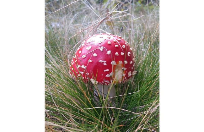 Pine Cones in the Haslehaus - Foto 22