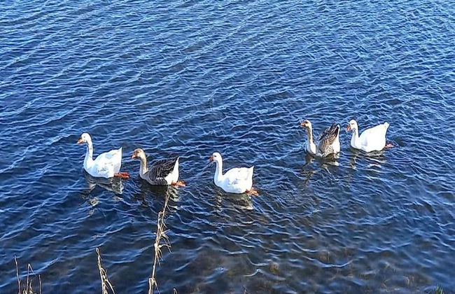 Charming Chalet in Vielsalm - Photo 39